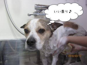 シャンプー中ミックス