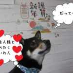 見上げる謹賀新年黒柴犬