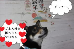 見上げる謹賀新年黒柴犬
