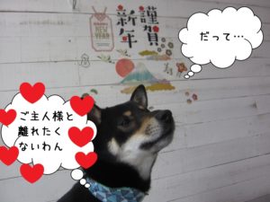 見上げる謹賀新年黒柴犬