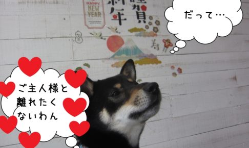 見上げる謹賀新年黒柴犬