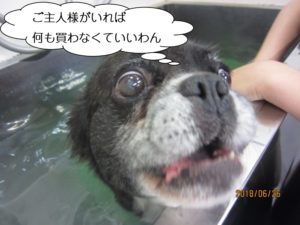 スパ中ミックス犬
