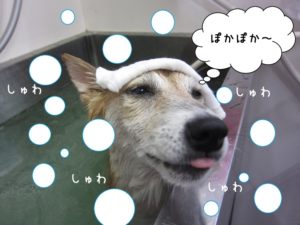 スパ中柴犬