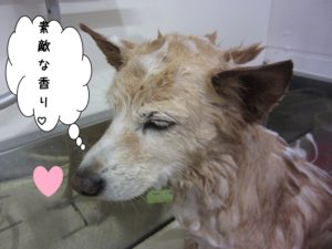 シャンプー中ミックス