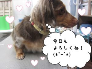 施術後ミニチュアダックス