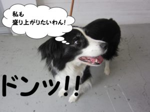 施術後ボーダーコリー