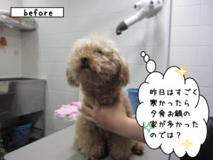 カット前トイプードル