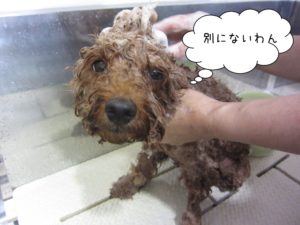 シャンプー中トイプードル