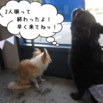 後ろ姿ミックスチワワ