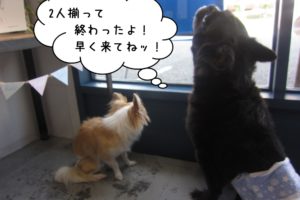 後ろ姿ミックスチワワ