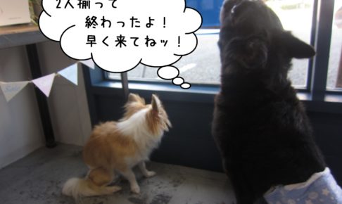 後ろ姿ミックスチワワ