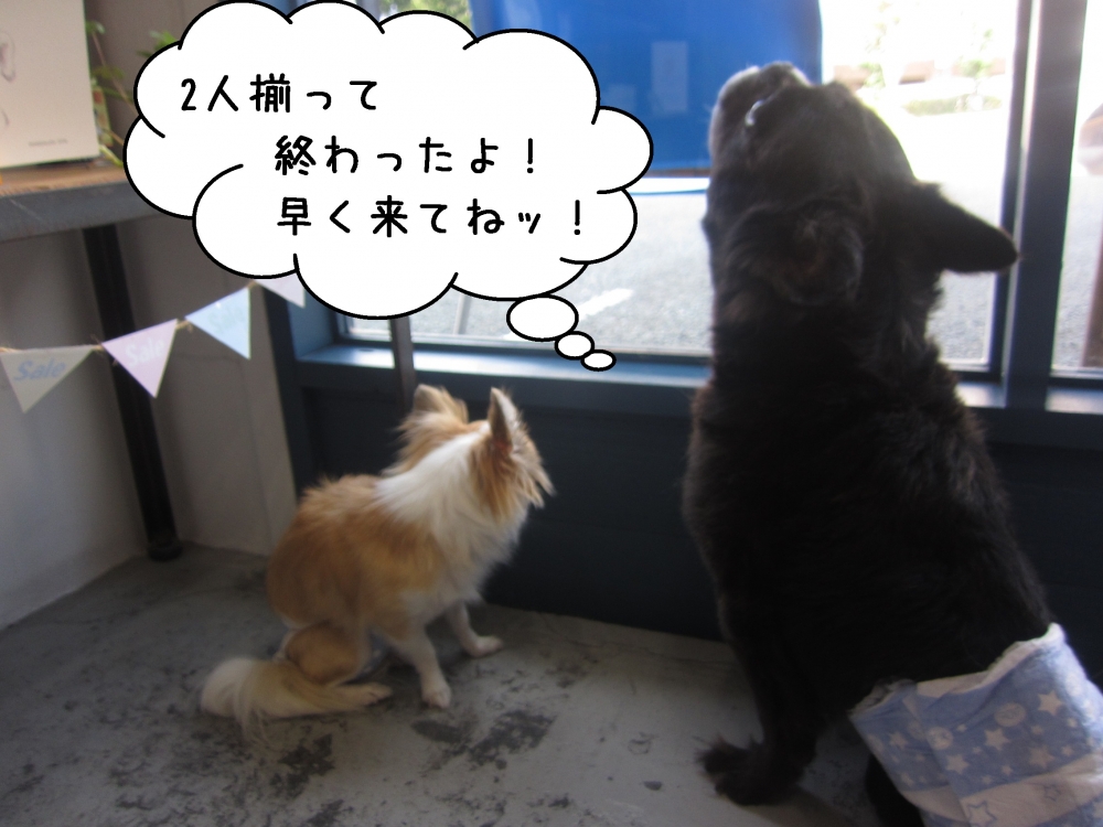 後ろ姿ミックスチワワ