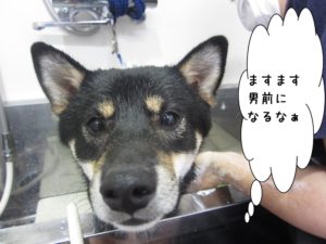 シャンプー中柴犬