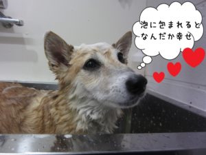 シャンプー中柴犬