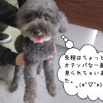 にっこりトイプードル