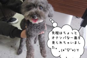 にっこりトイプードル