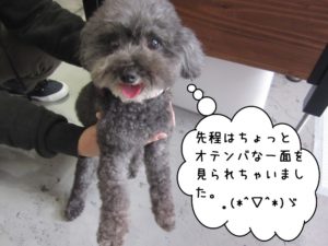 にっこりトイプードル