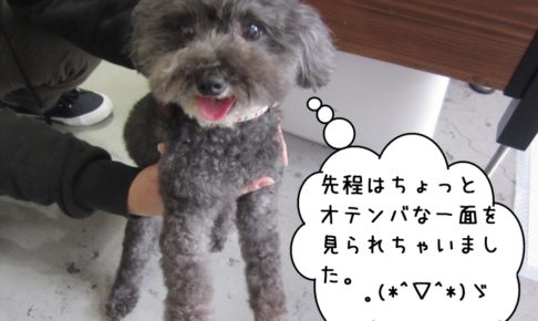 にっこりトイプードル