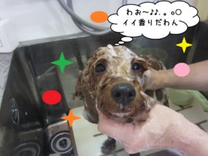 シャンプー中トイプードル