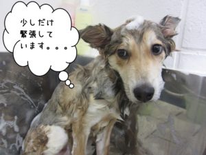 シャンプー中ミックス