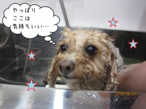 シャンプー中トイプードル
