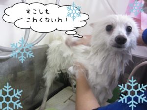 シャンプー中スピッツ