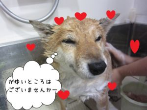 シャンプー中柴犬