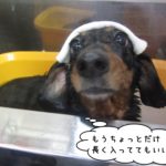 きょとんミニチュアダックス