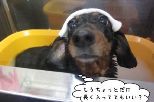 きょとんミニチュアダックス