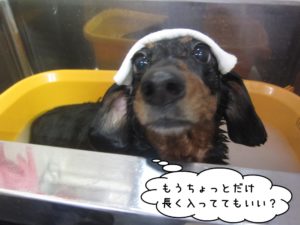 きょとんミニチュアダックス