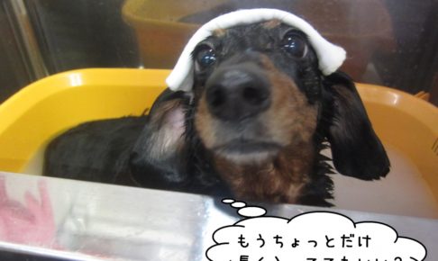 きょとんミニチュアダックス