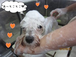 シャンプー中マルチーズ