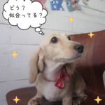 えっへんミニチュアダックス