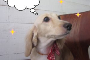 えっへんミニチュアダックス