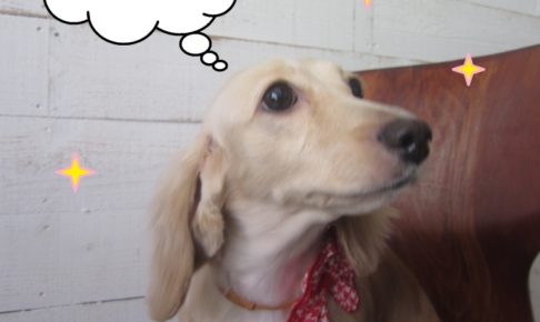 えっへんミニチュアダックス