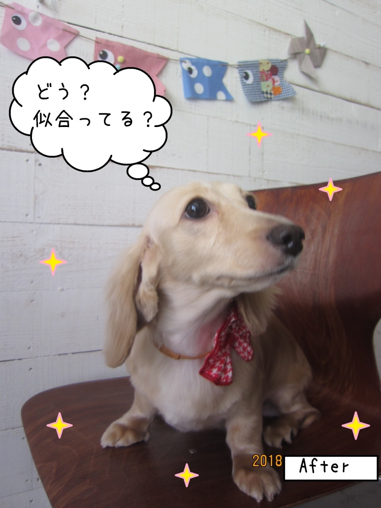 えっへんミニチュアダックス