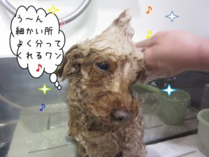 シャンプー中トイプードル