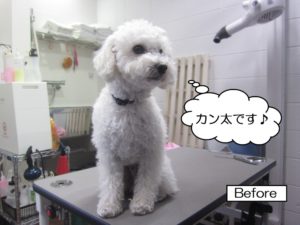 カット前トイプードル