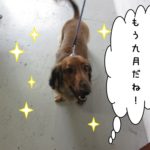 笑顔ミニチュアダックス