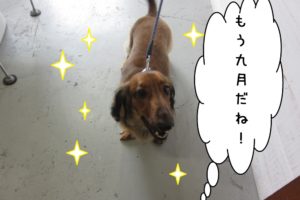 笑顔ミニチュアダックス