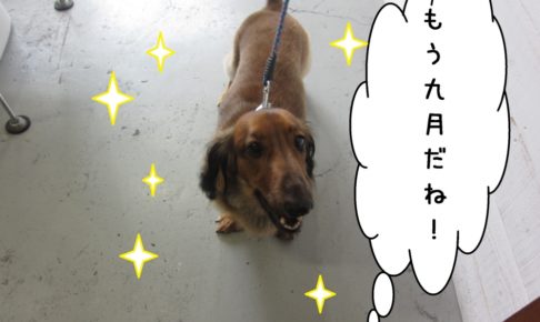 笑顔ミニチュアダックス