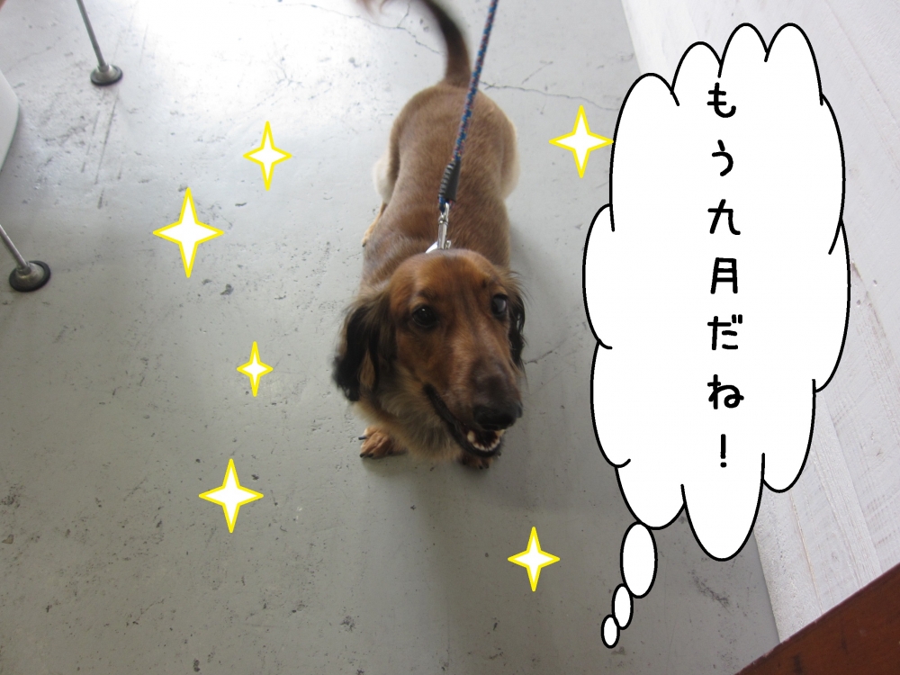 笑顔ミニチュアダックス