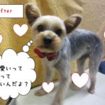 えっへんヨーキー