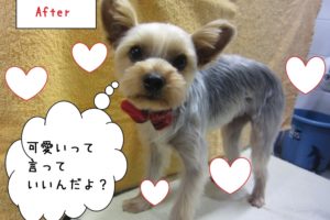 えっへんヨーキー