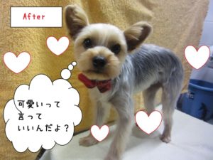 えっへんヨーキー