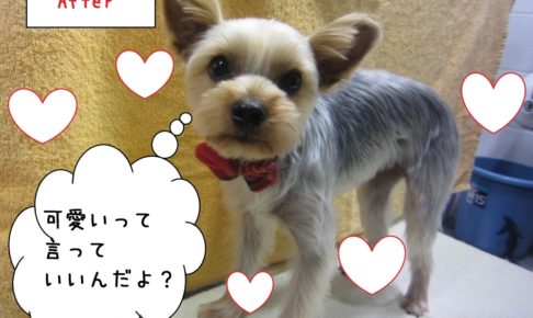 えっへんヨーキー