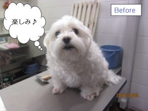 カット前マルチーズ