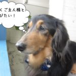 窓際ミニチュアダックス