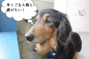 窓際ミニチュアダックス