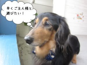 窓際ミニチュアダックス